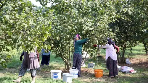 Düzce'de Üretim Patladı! Avrupa Ülkeleri Sıraya Girdi, 15 Bin Ton Satın Aldılar