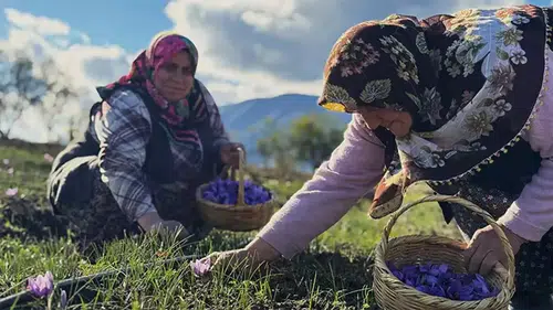 Safran Hasadı: Ekenler Zengin Oluyor