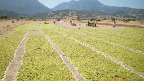 Organik Tarım Üretimi 1,3 Milyon Tonu Aştı