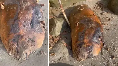 Tekirdağ'da Kıyıya Vuran Gizemli Deniz Canlısı