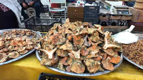 Balıkesir'de Melki Mantarı Bereketi: Fiyatlar Düşüyor