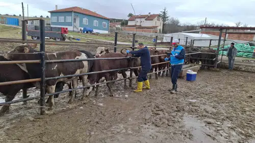 Kütahya’da İthal Besilik Sığırların Aşılama ve Sağlık Kontrolleri Gerçekleştirildi