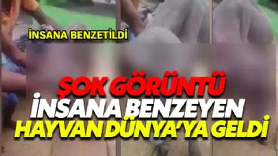 Şok Şok Şok... Hindistan da insana benzeyen hayvan doğdu...