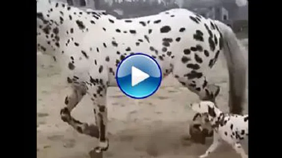 Kendisine Benzeyen Atı Annesi Sanan Köpek...