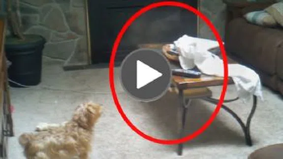 Hayvanların Görüp Sahiplerinin Göremediği 5 Ürpertici Şey!