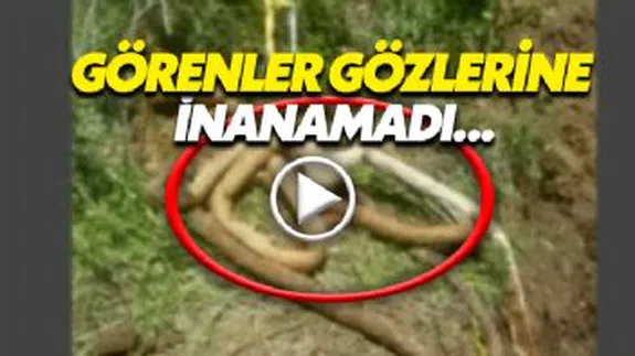 İçme suyu hattından çıktı, görenler gözlerine inanamadı...