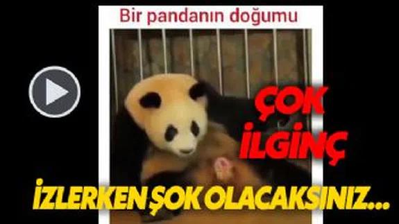 Bir Pandanın Doğum Anı