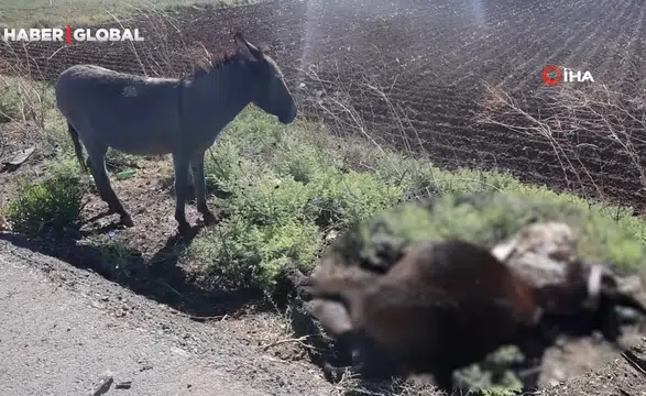 Telef Olan Annesinin Yanında Bekleyen Sıpa Yeni Yuvasında