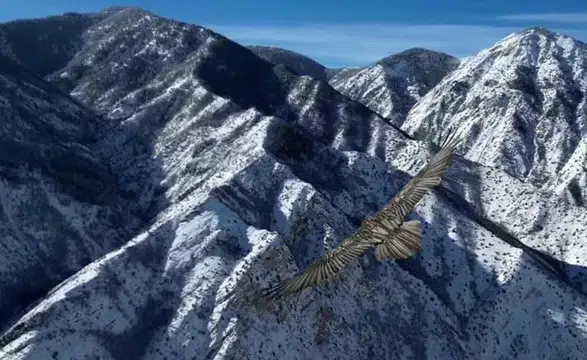 Sakallı Akbaba, Dron Kamerasıyla Görüntülendi