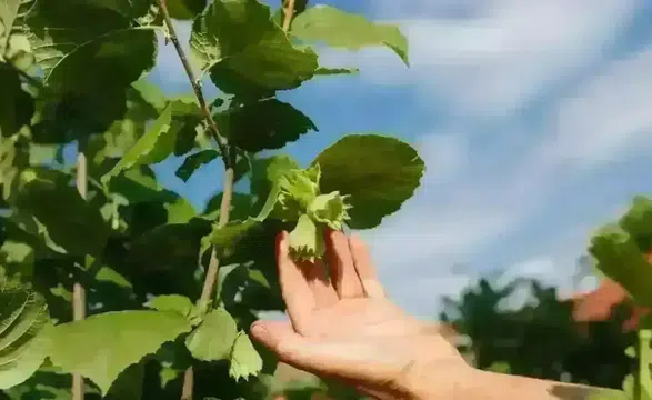 15 Şubat 2026 Tarihinde Fındık Fiyatları Ne Kadar Oldu?