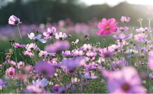 Cemre Düşme Takvimi 2026: İlk Cemre Ne Zaman ve Nereye Düşecek?