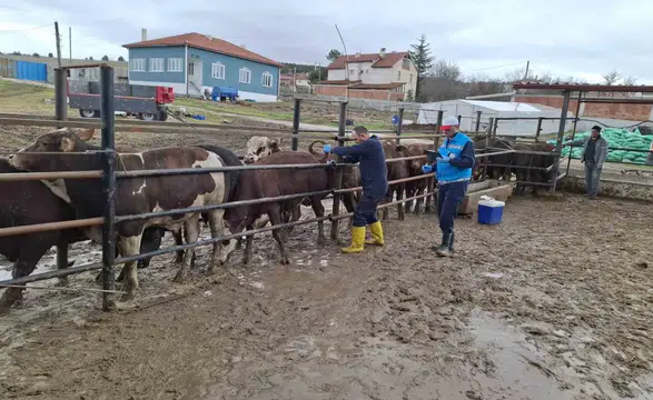 Kütahya’da İthal Besilik Sığırların Aşılama ve Sağlık Kontrolleri Gerçekleştirildi