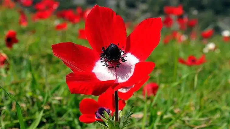 2026 Yılında Cemre Düşme Tarihleri Nedir? İlk Cemre Ne Zaman Düşecek?