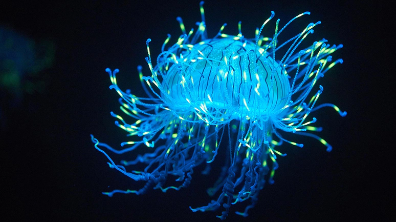 Karanlıkta Parlayan Işıkların Bilimi, Biyolüminesansın Geleceği