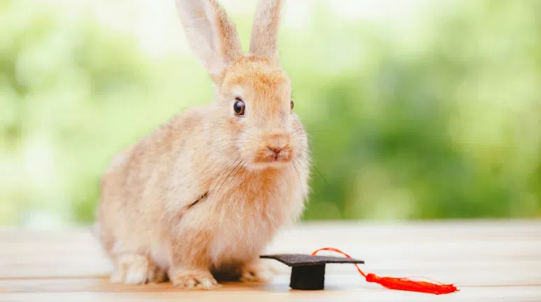 Hayvanların zeka testleri, insan dışı zeka mı