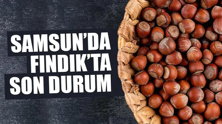 15 Şubat 2026 Pazar Fındık Fiyatları Ne Durumda? Samsun'da Fındık Fiyatları Yükseliyor Mu?