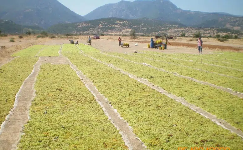 Organik Tarım Üretimi 1,3 Milyon Tonu Aştı