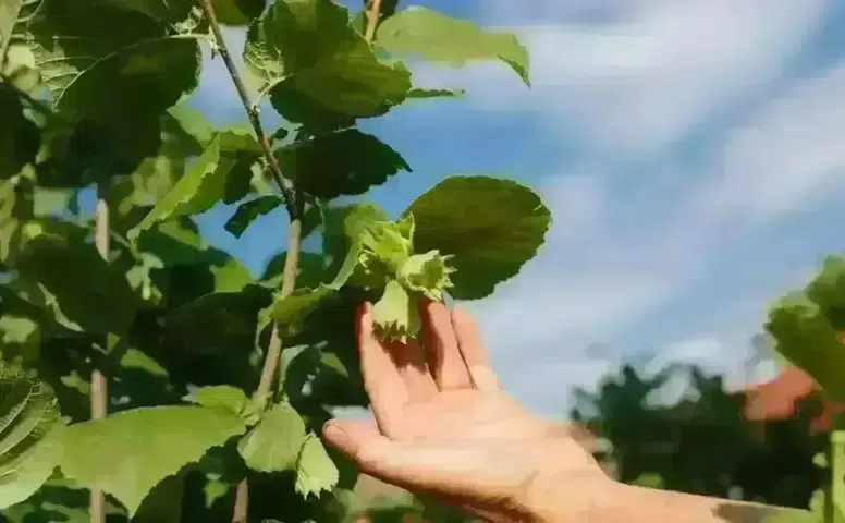 15 Şubat 2026 Tarihinde Fındık Fiyatları Ne Kadar Oldu?