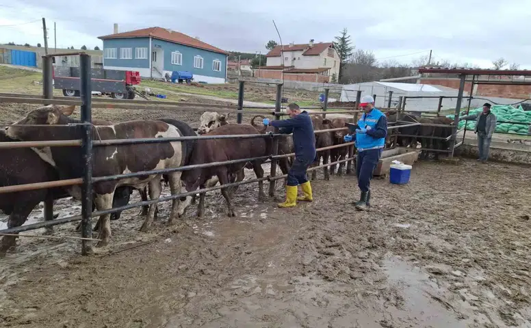 Kütahya’da İthal Besilik Sığırların Aşılama ve Sağlık Kontrolleri Gerçekleştirildi