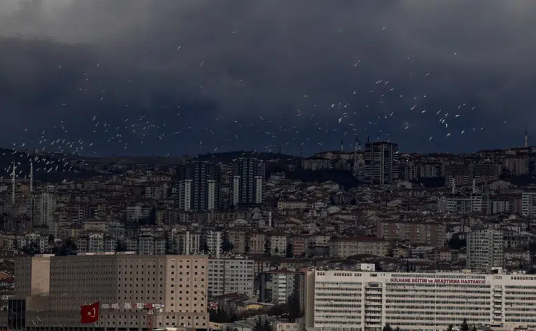 Ankara'ya Gelen Martılar, Denize Hasret Kaldı mı?