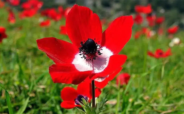 2026 Yılında Cemre Düşme Tarihleri Nedir? İlk Cemre Ne Zaman Düşecek?