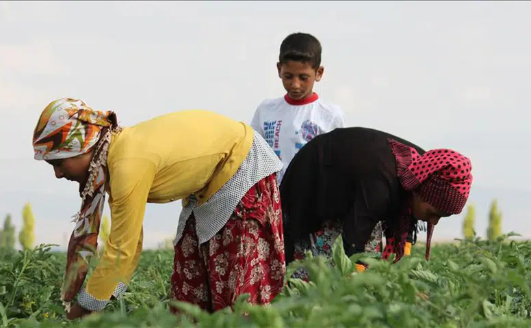 Tarım İşçileri Ücretleri 2025 Yılında Rekor Seviyeye Ulaşıyor