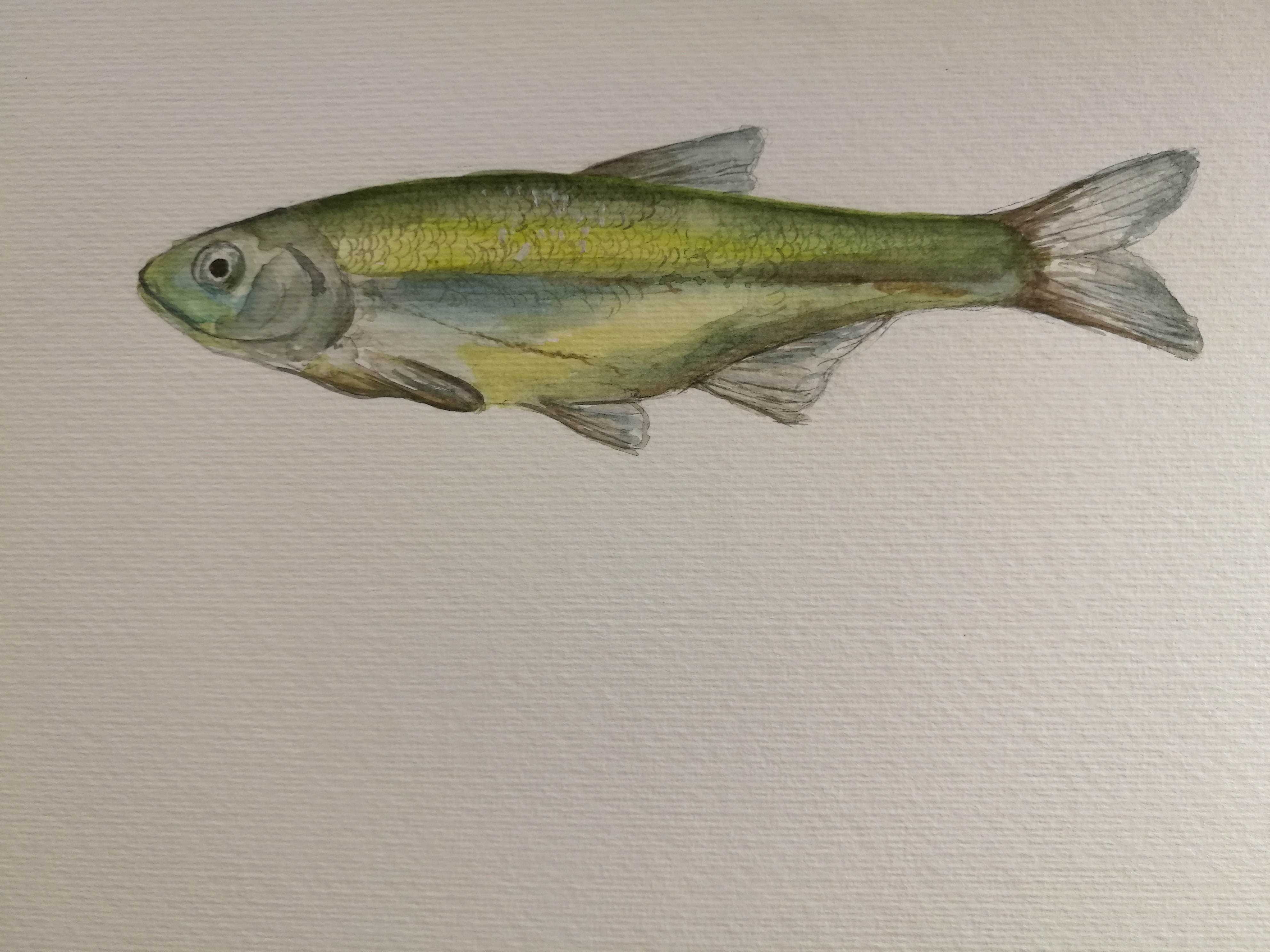 1515010029_2_G____ce_bal_______Alburnus_akili